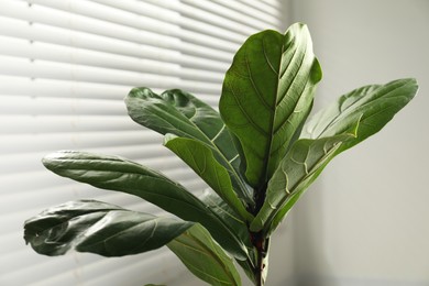 Photo of Fiddle Fig or Ficus Lyrata plant with green leaves indoors, closeup