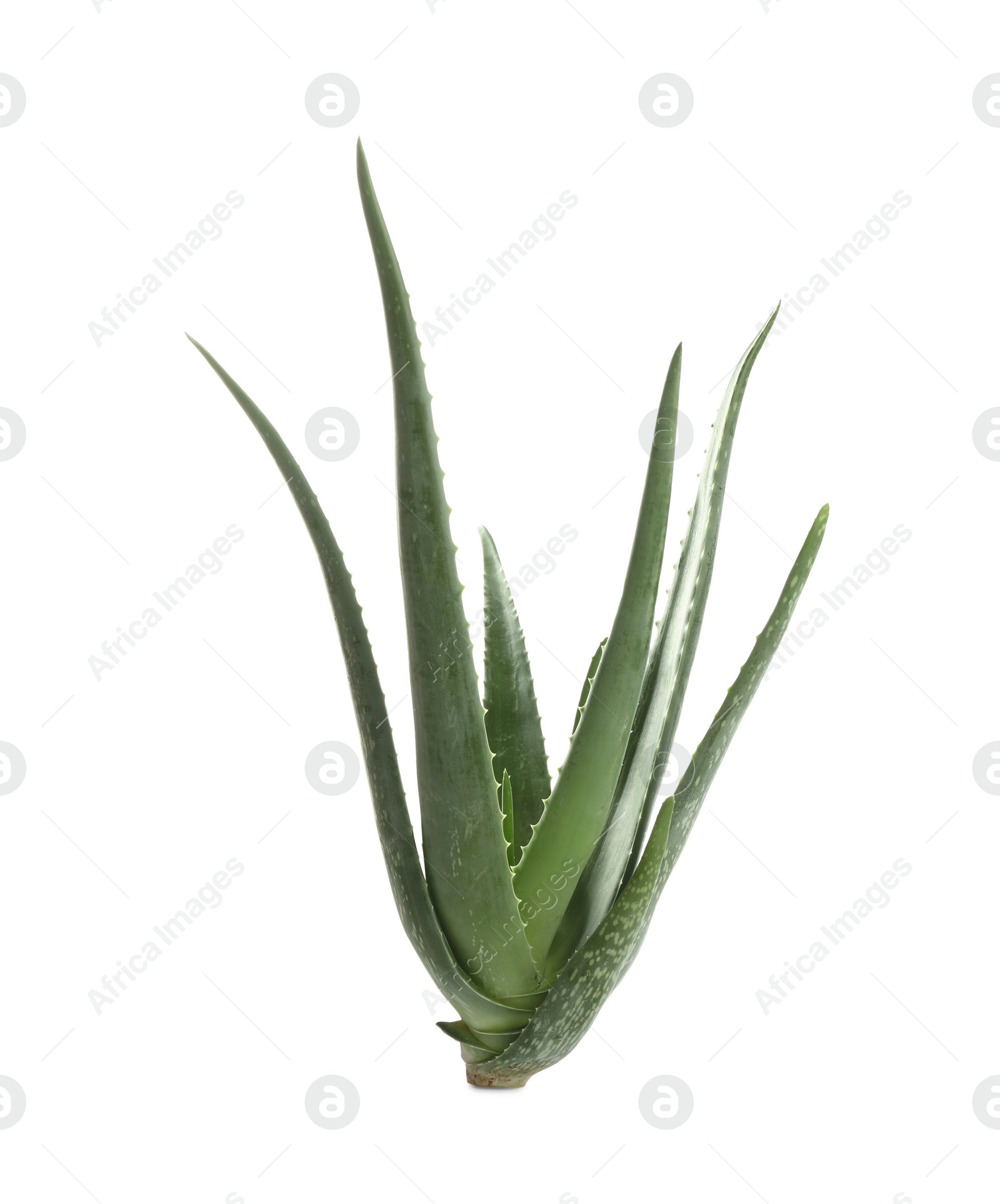 Photo of Green aloe vera plant isolated on white