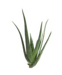 Green aloe vera plant isolated on white