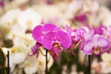 Beautiful blooming orchid flowers, closeup. Tropical plant