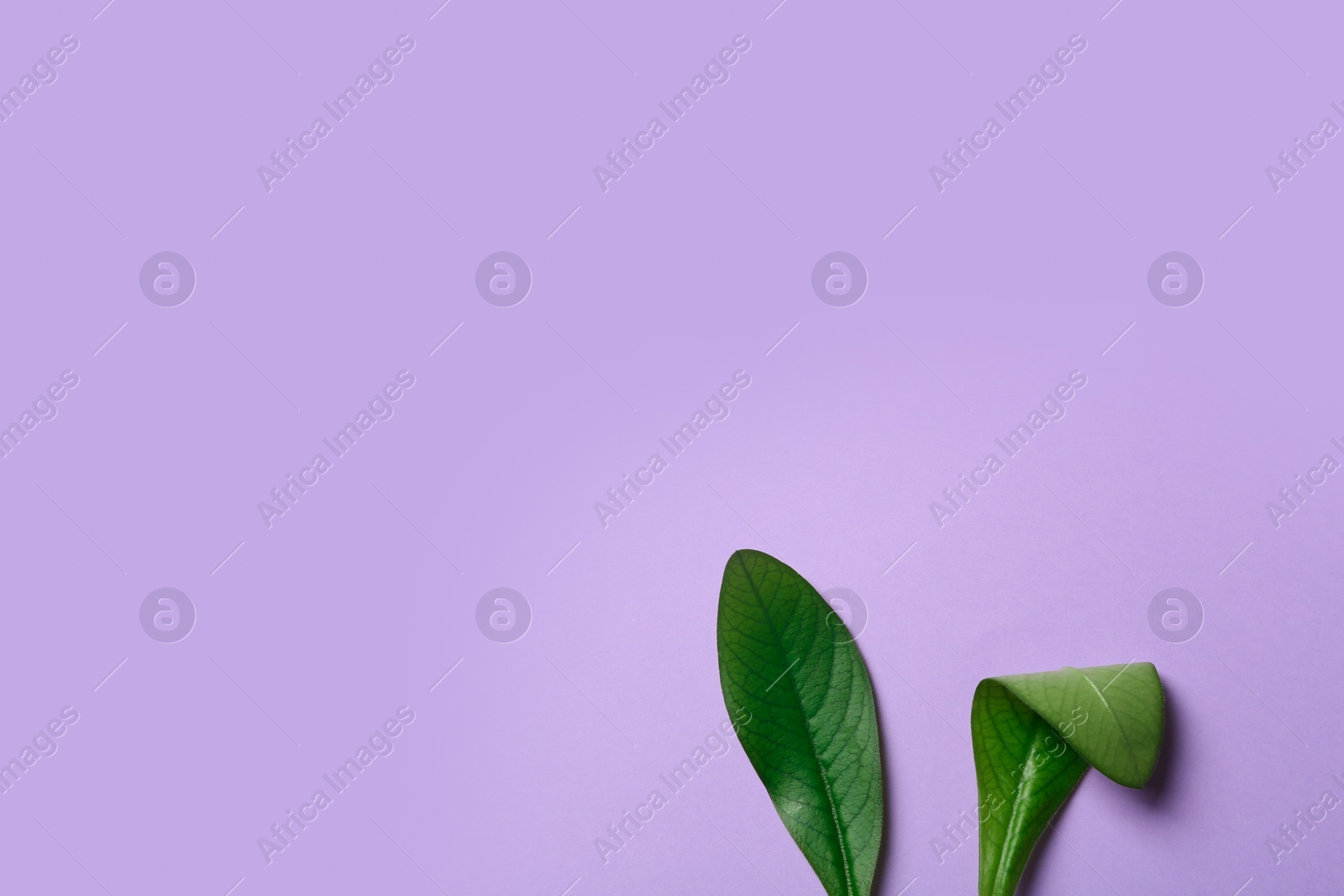 Photo of Creative flat lay composition with Easter bunny ears of green leaves on color background, space for text