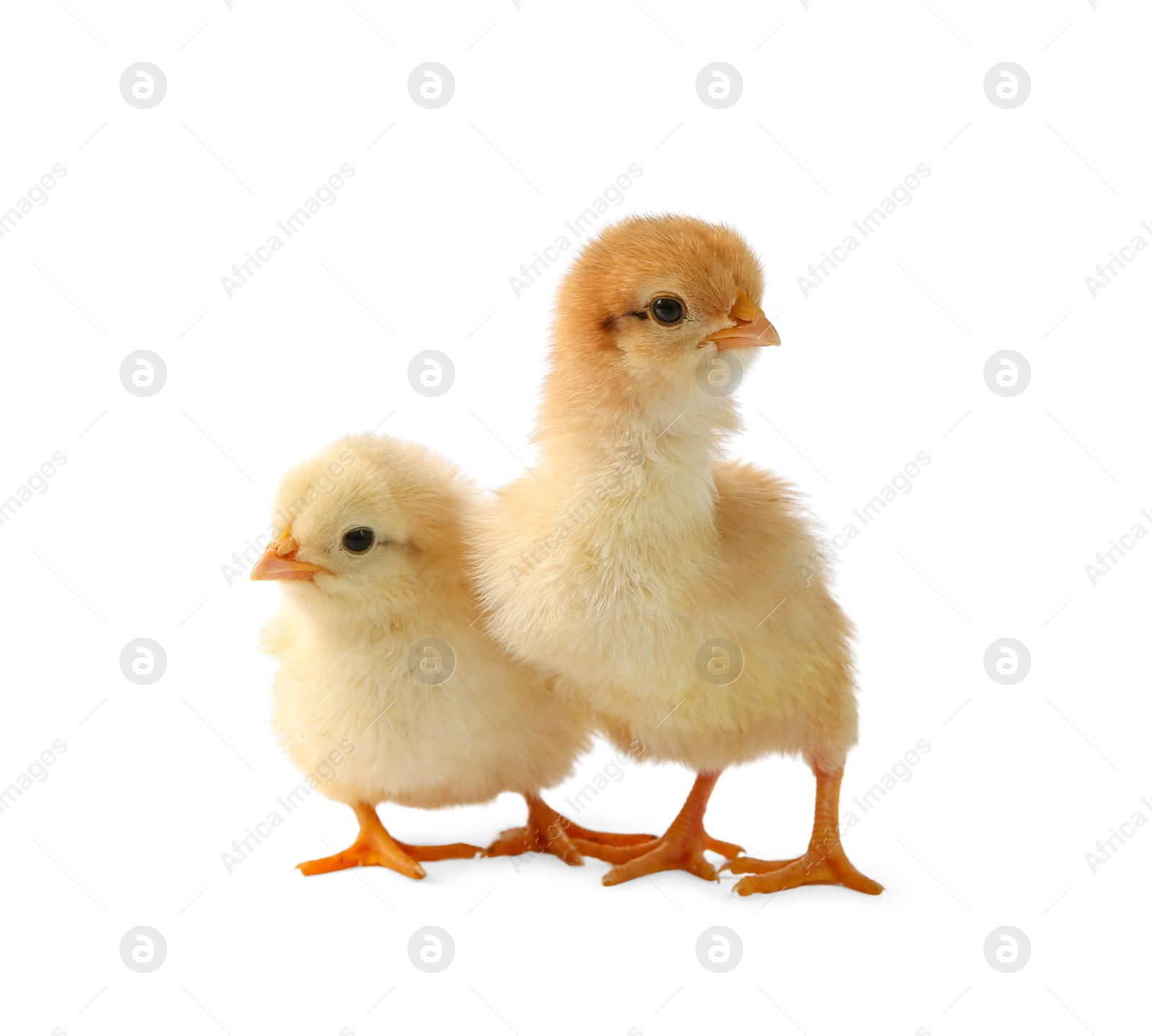 Photo of Two cute chicks isolated on white. Baby animals