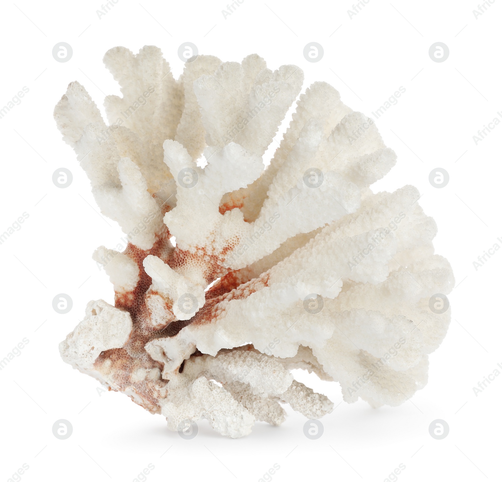 Photo of Beautiful exotic sea coral isolated on white