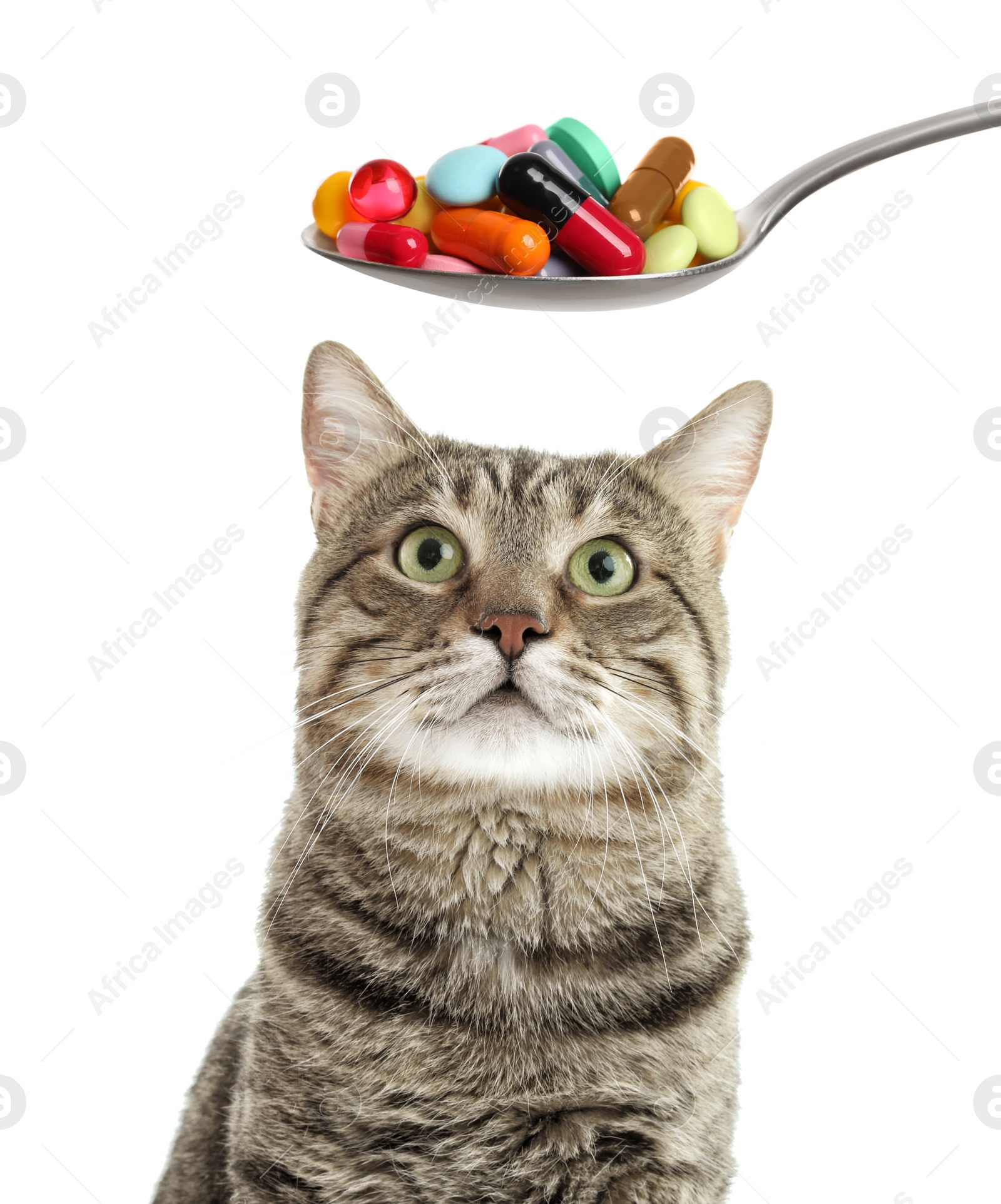 Image of Vitamins for pets. Cute cat and spoon with different pills on white background