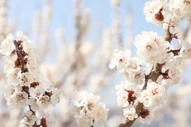 Beautiful apricot tree branches with tiny tender flowers outdoors, closeup. Awesome spring blossom