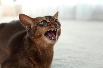 Photo of Angry Abyssinian cat on blurred background, closeup. Troublesome pet