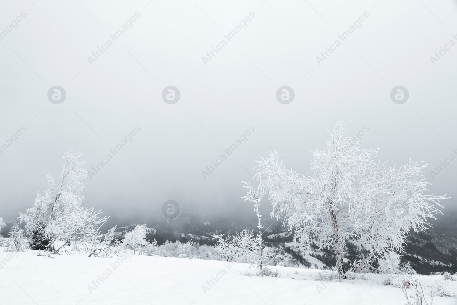 Photo of Picturesque view of trees and plants covered with snow in mountains on winter day