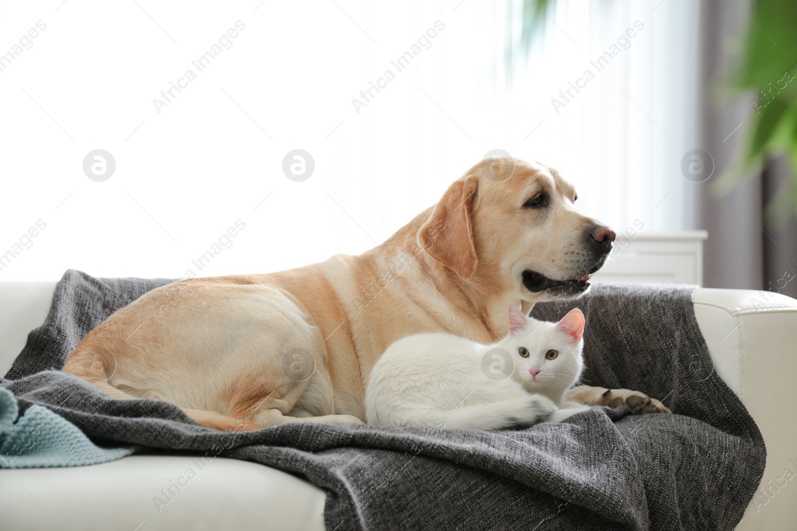 Photo of Adorable dog and cat together on sofa indoors. Friends forever