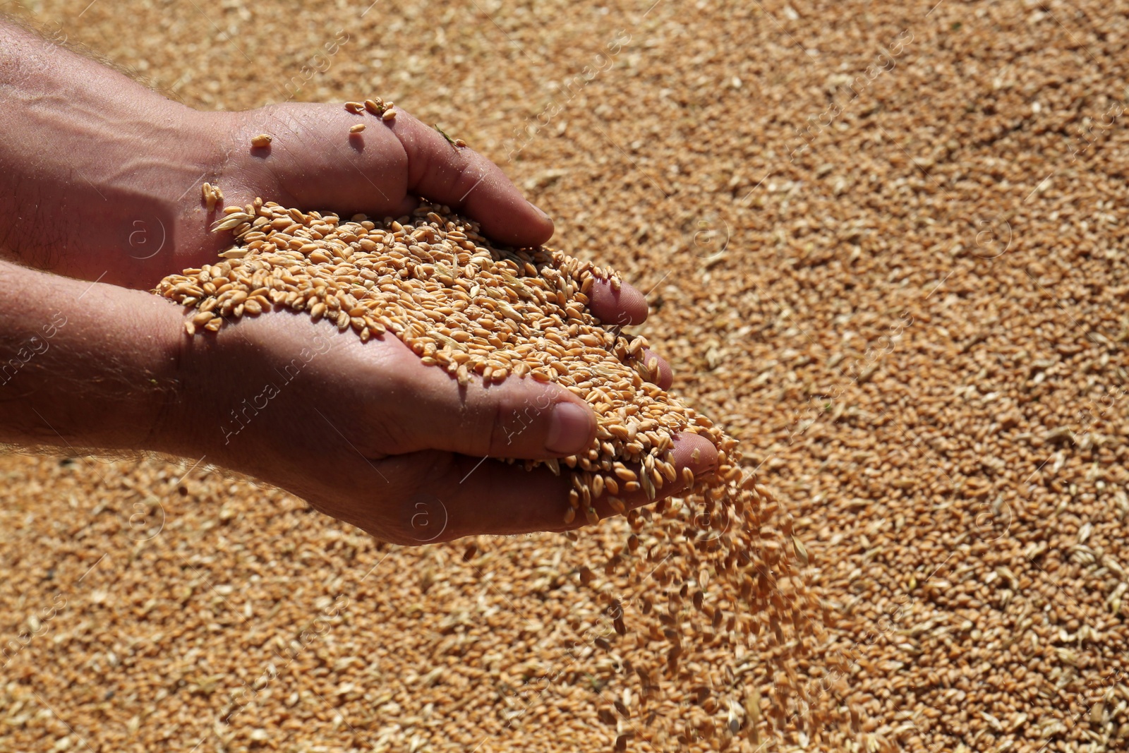 Photo of Man holding wheat over grains, closeup view