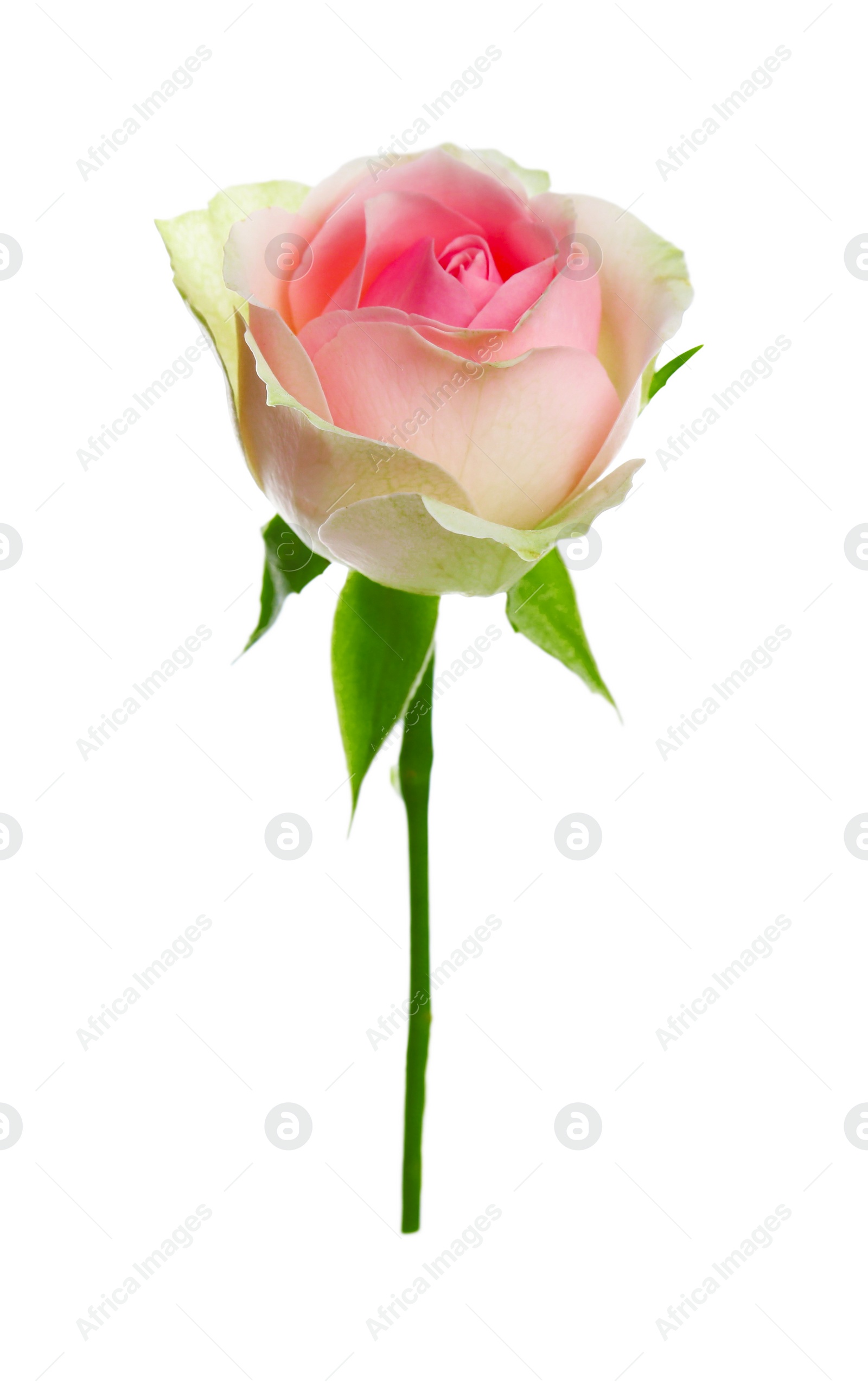 Photo of Beautiful rose with tender petals isolated on white