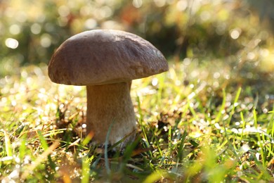 Photo of Fresh wild mushroom growing outdoors, closeup. Space for text