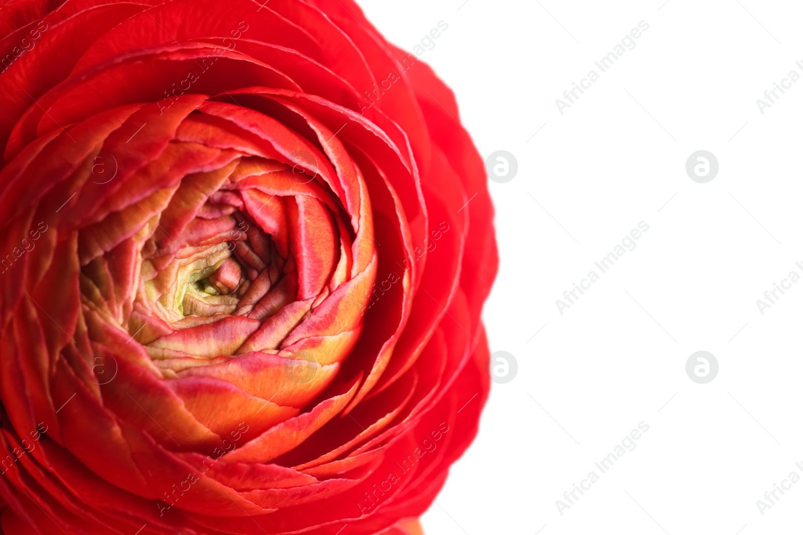 Photo of Beautiful fresh ranunculus flower on white background, closeup