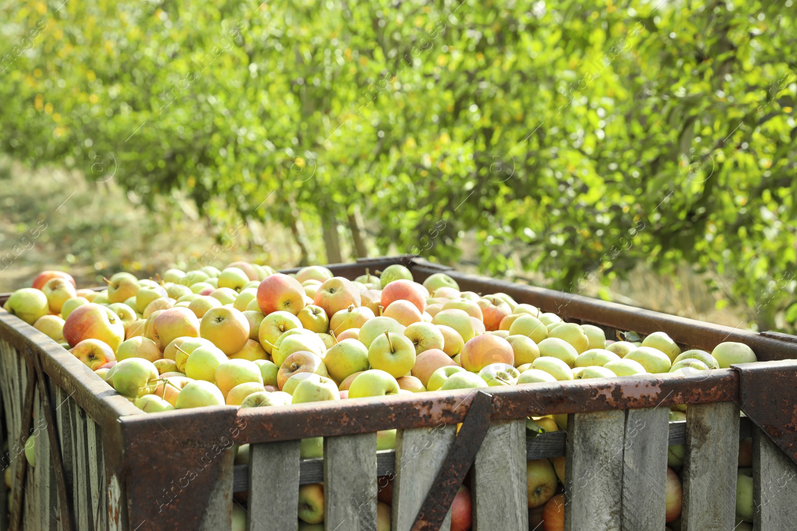 Photo of Crate with fresh ripe juicy apples in garden