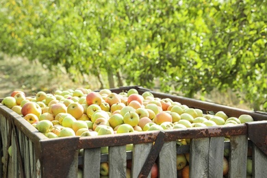 Crate with fresh ripe juicy apples in garden