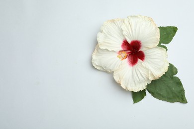 Photo of Beautiful tropical hibiscus flower with leaves on white background, top view. Space for text