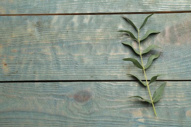 Photo of Eucalyptus branch with fresh green leaves on light blue wooden table, top view. Space for text