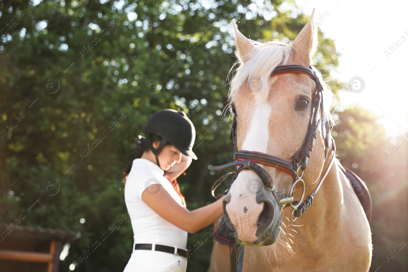 Photo of Young woman in horse riding suit and her beautiful pet outdoors on sunny day