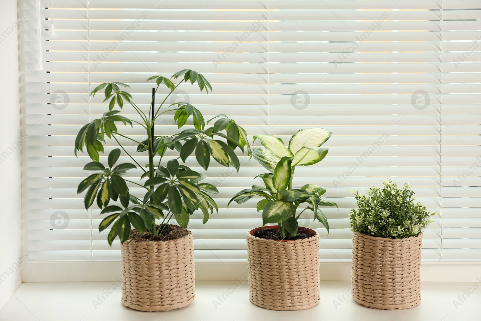 Photo of Different potted plants on sill near window blinds