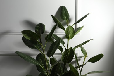 Photo of Green ficus near white wall. Beautiful houseplant