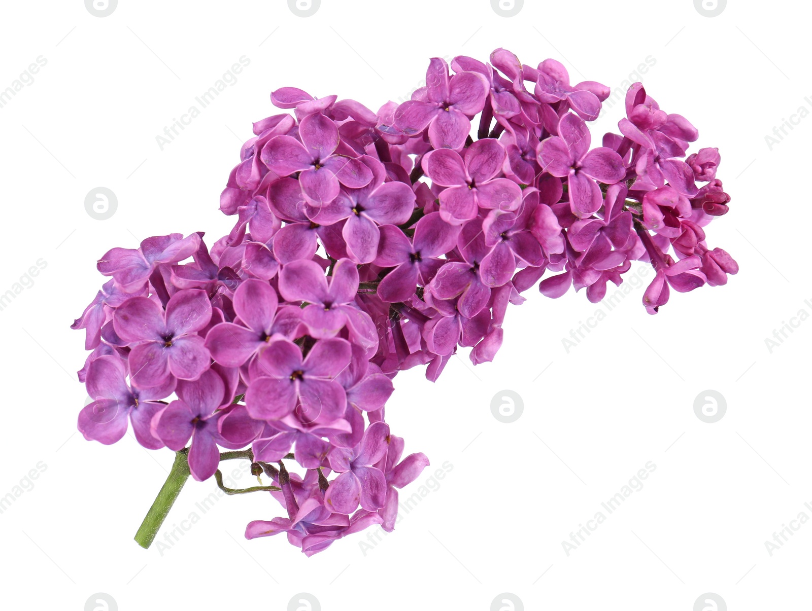 Photo of Beautiful fragrant lilac flowers on white background