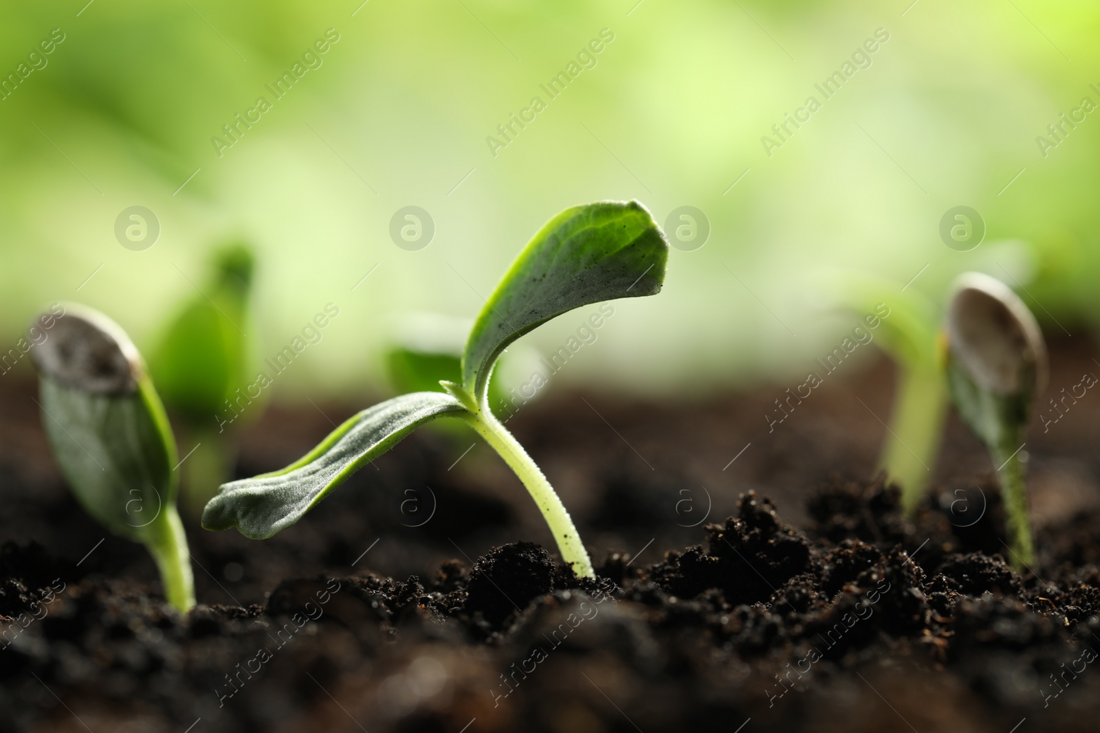 Photo of Young vegetable seedling growing in soil outdoors