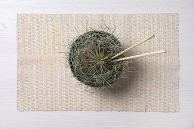 Photo of Beautiful tillandsia plants in bowl as Asian noodles on white wooden table, top view. House decor