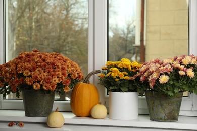 Beautiful potted chrysanthemum flowers and pumpkins on windowsill indoors