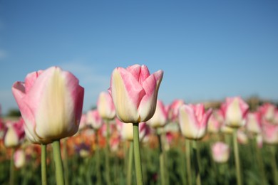 Beautiful pink tulip flowers growing in field on sunny day, closeup