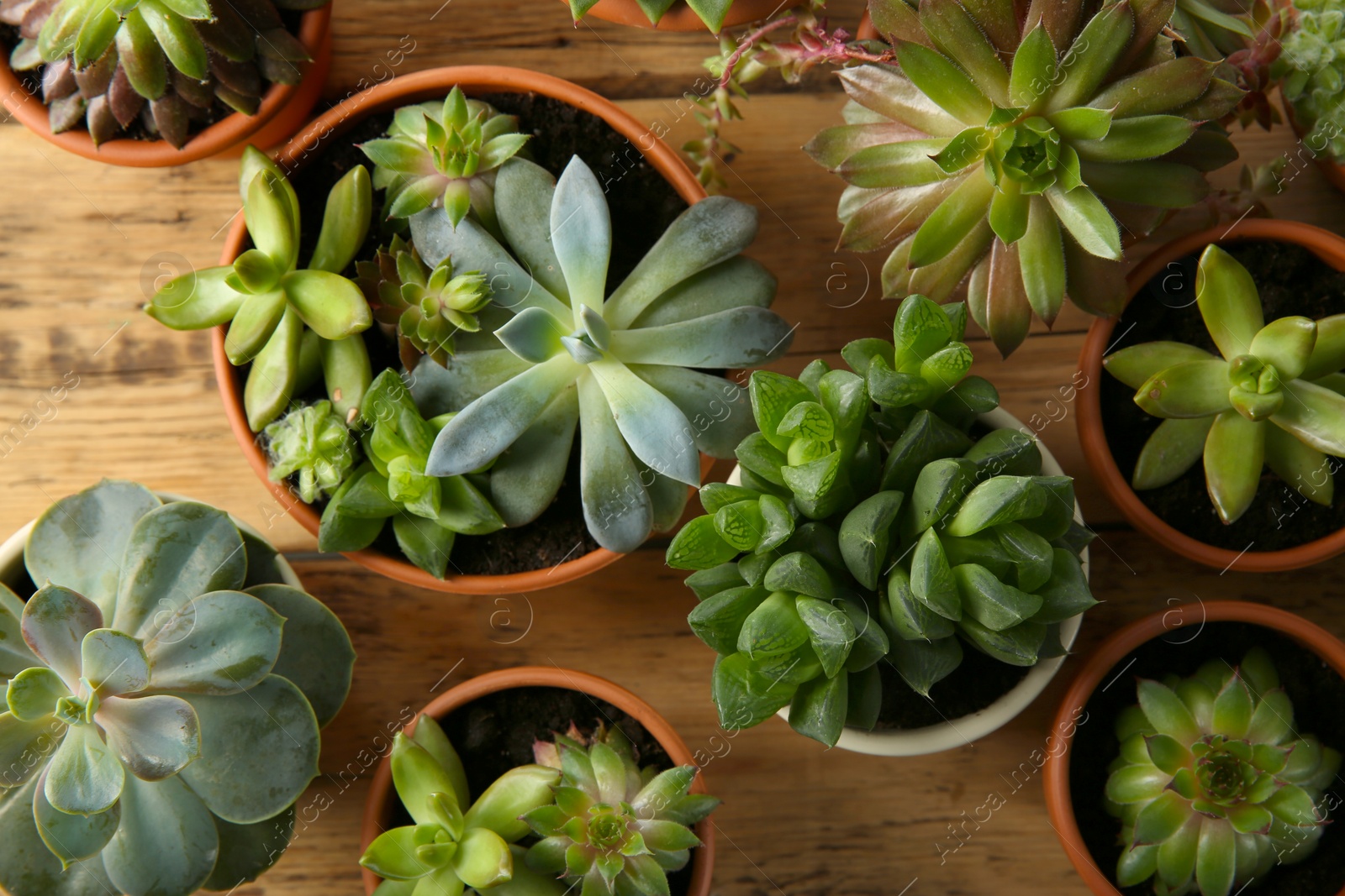 Photo of Many different echeverias on wooden table, flat lay. Beautiful succulent plants