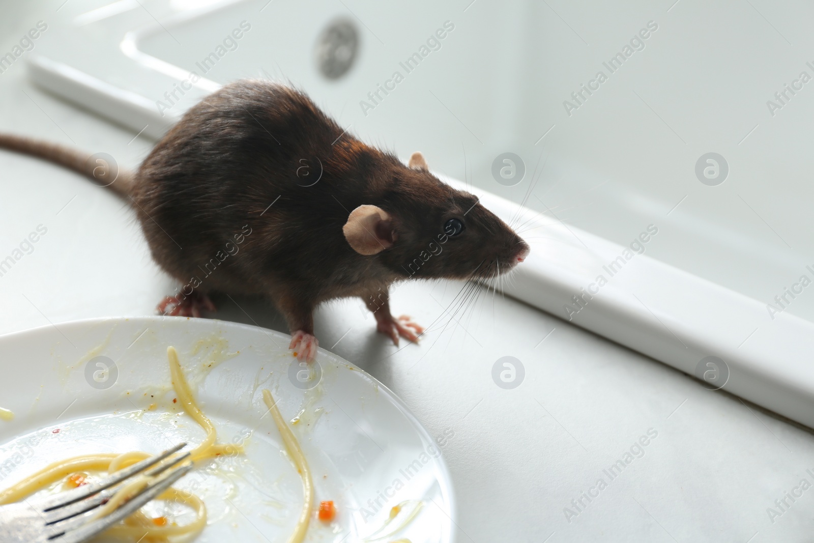 Photo of Rat near dirty plate on kitchen counter. Pest control