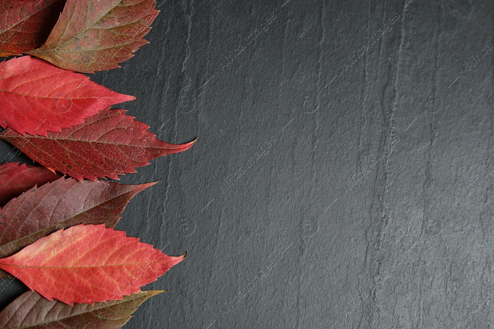 Photo of Flat lay composition with autumn leaves on dark grey stone background. Space for text