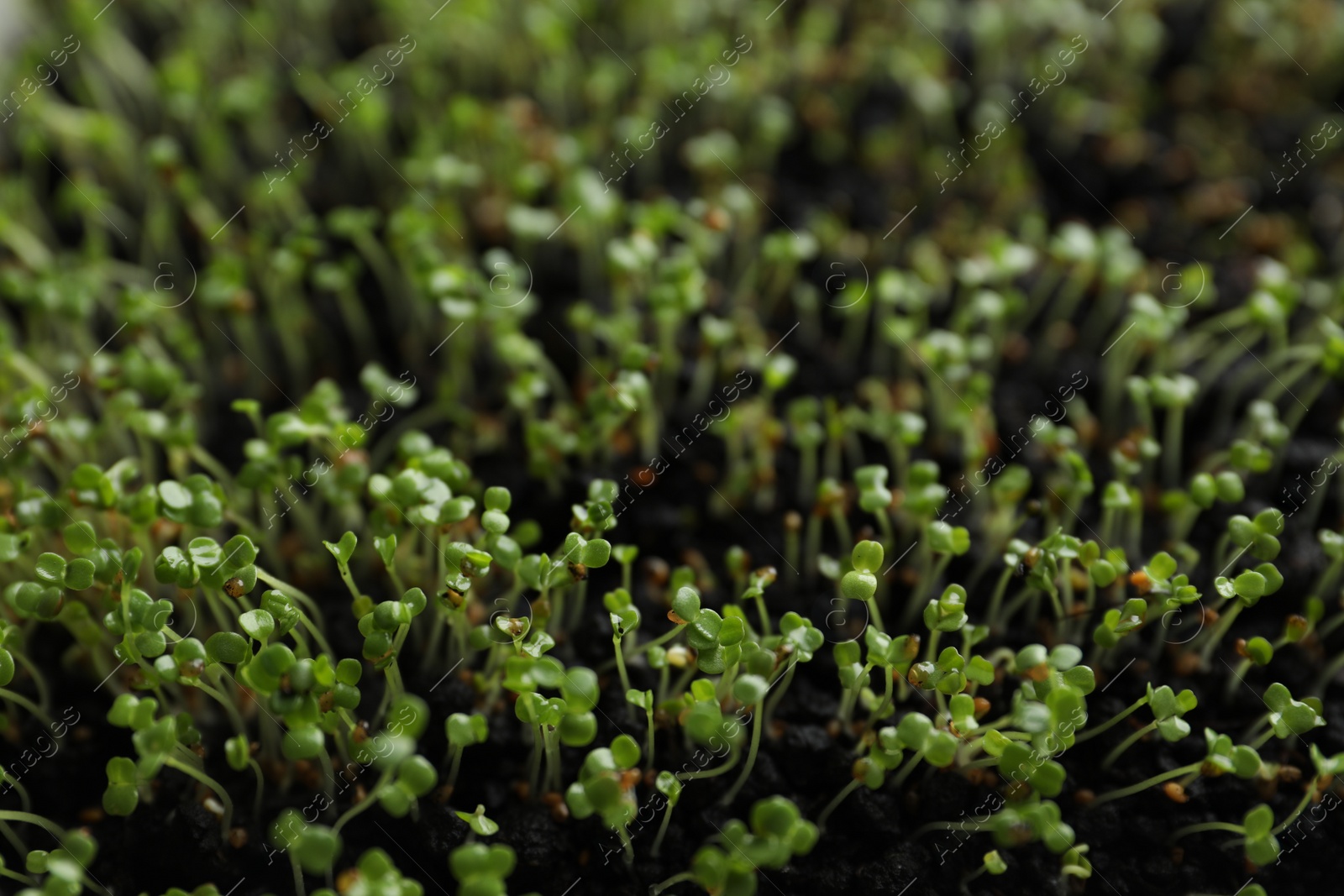 Photo of Young arugula sprouts growing in soil, closeup view