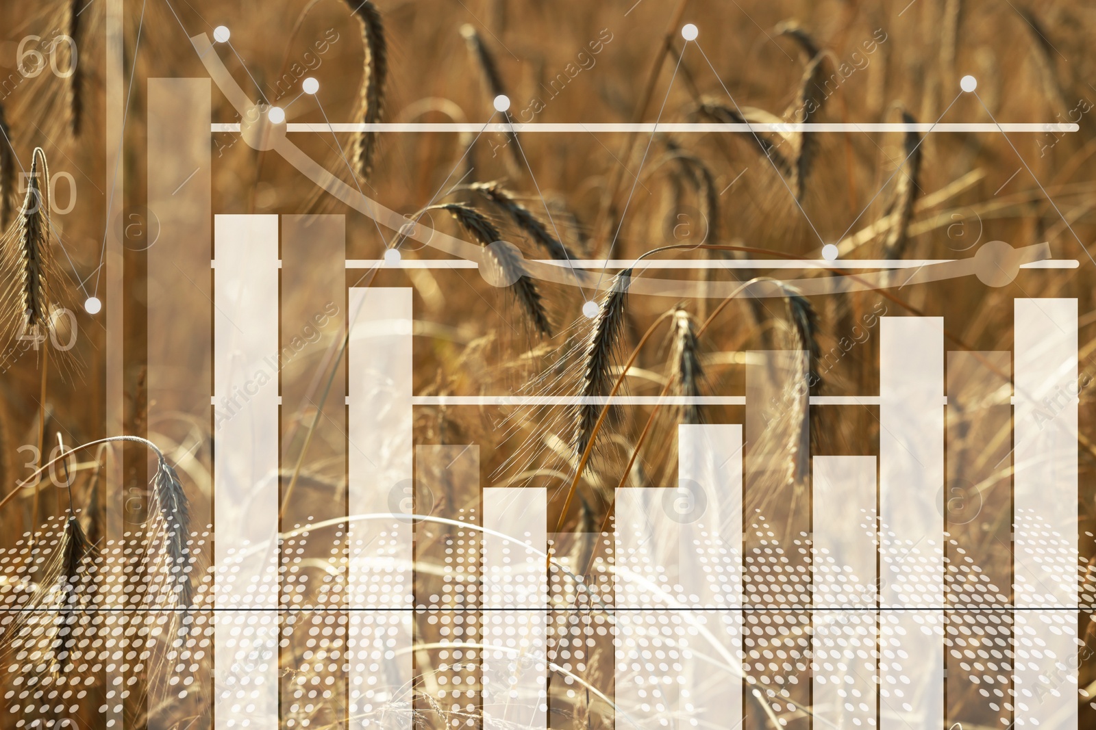 Image of Grain prices. Wheat field and graph, double exposure