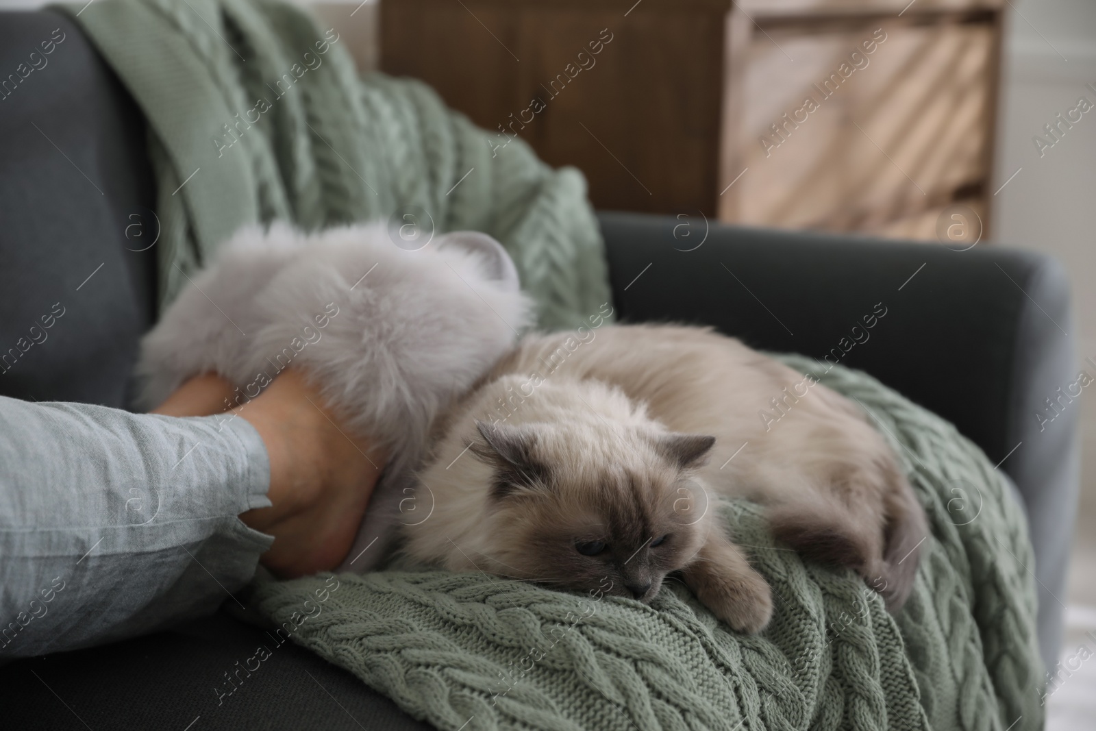 Photo of Woman in stylish soft slippers resting with cute cat at home, closeup