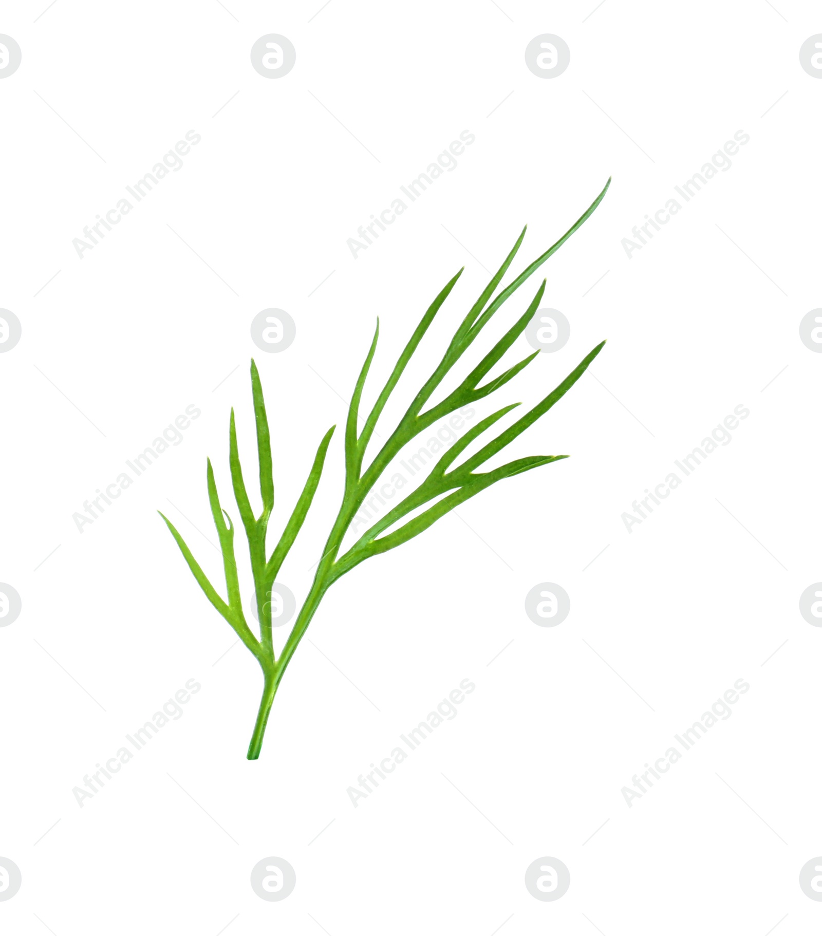 Photo of Sprig of fresh dill isolated on white