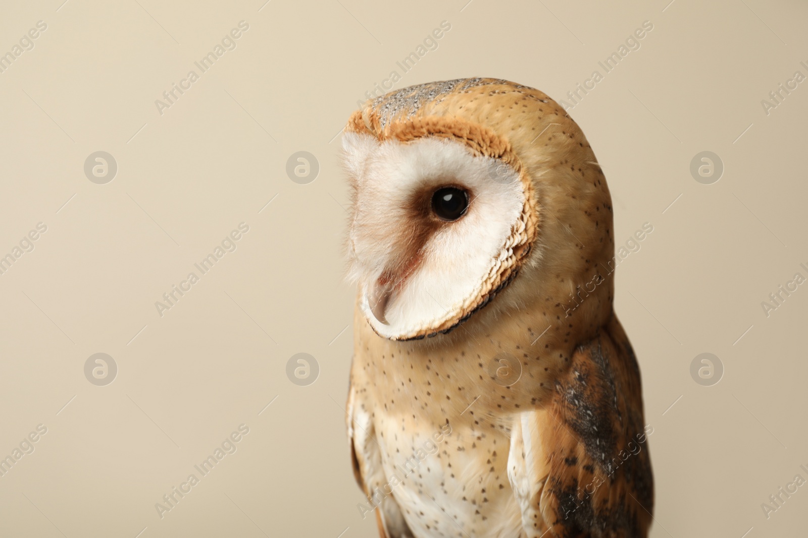 Photo of Beautiful common barn owl on beige background. Space for text
