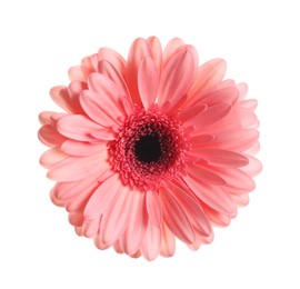 Beautiful pink gerbera flower isolated on white