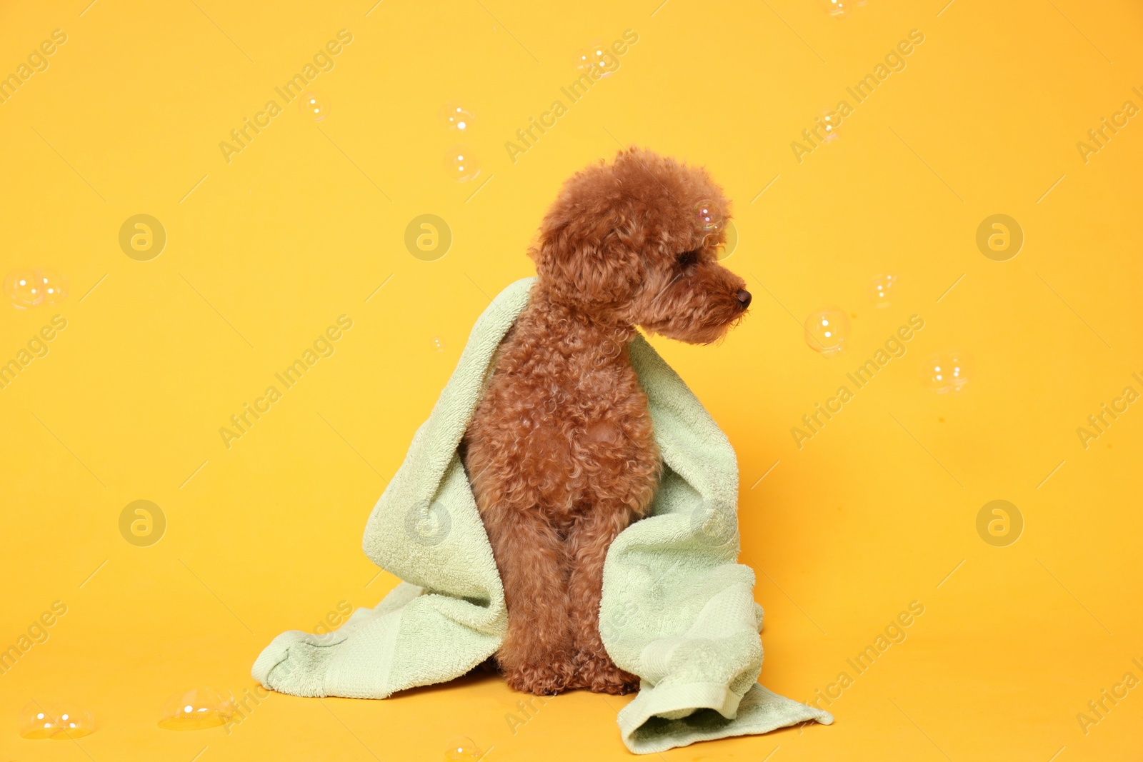 Photo of Cute Maltipoo dog wrapped in towel and soap bubbles on orange background