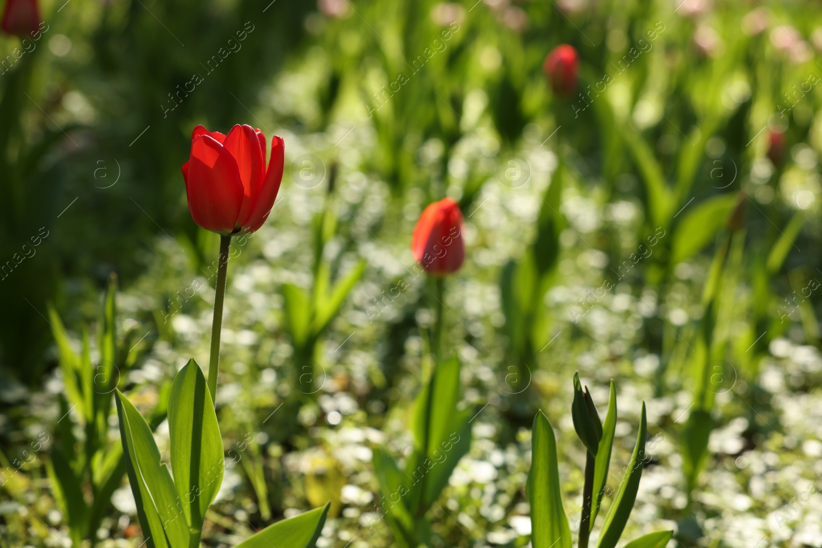 Photo of Beautiful red tulips growing outdoors on sunny day