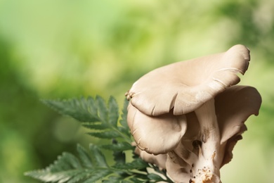 Photo of Delicious organic oyster mushrooms on blurred background, space for text