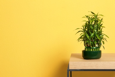 Photo of Pot with green bamboo on table against color background. Space for text