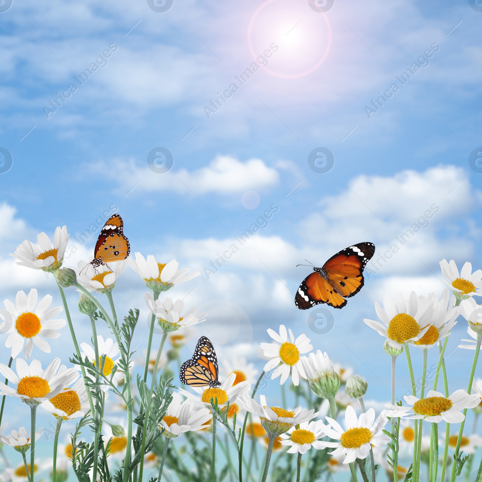 Image of Beautiful chamomile flowers outdoors on sunny day. Springtime 