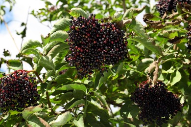 Photo of Tasty elderberries (Sambucus) growing on bush outdoors