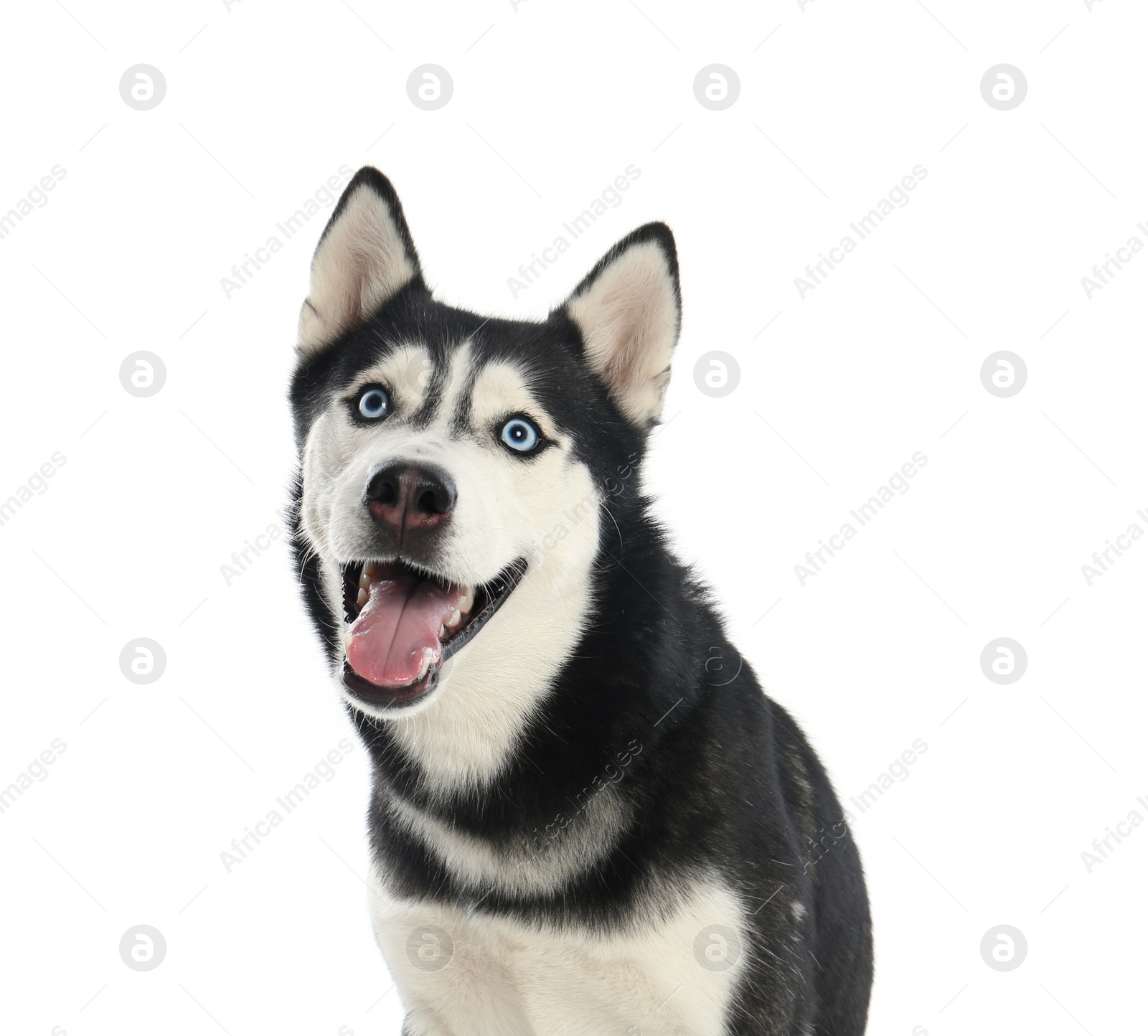 Photo of Cute Siberian Husky dog isolated on white