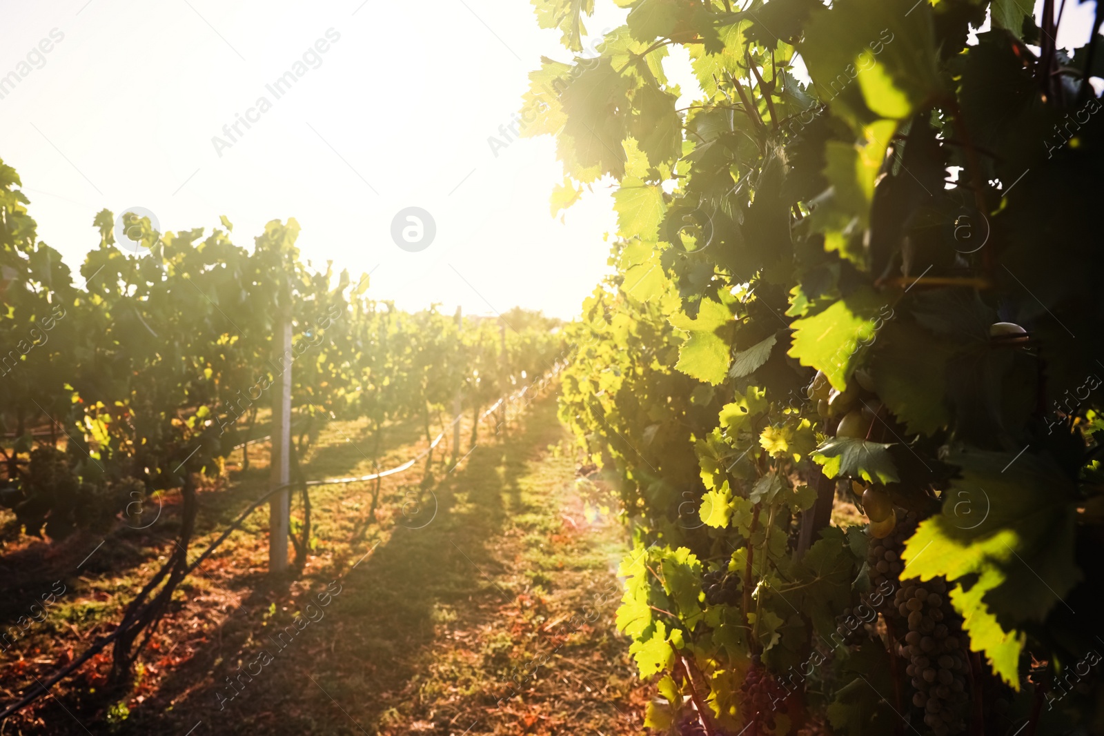 Photo of Beautiful view of vineyard with ripe grapes