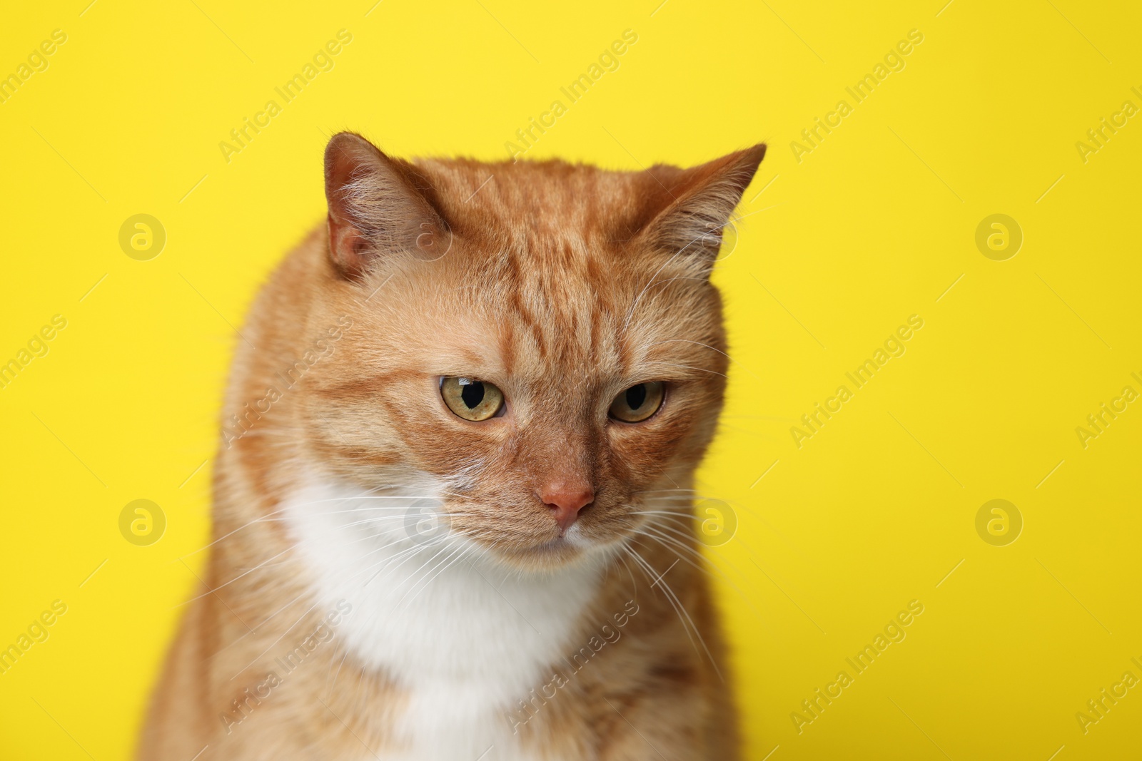 Photo of Cute ginger cat on yellow background. Adorable pet