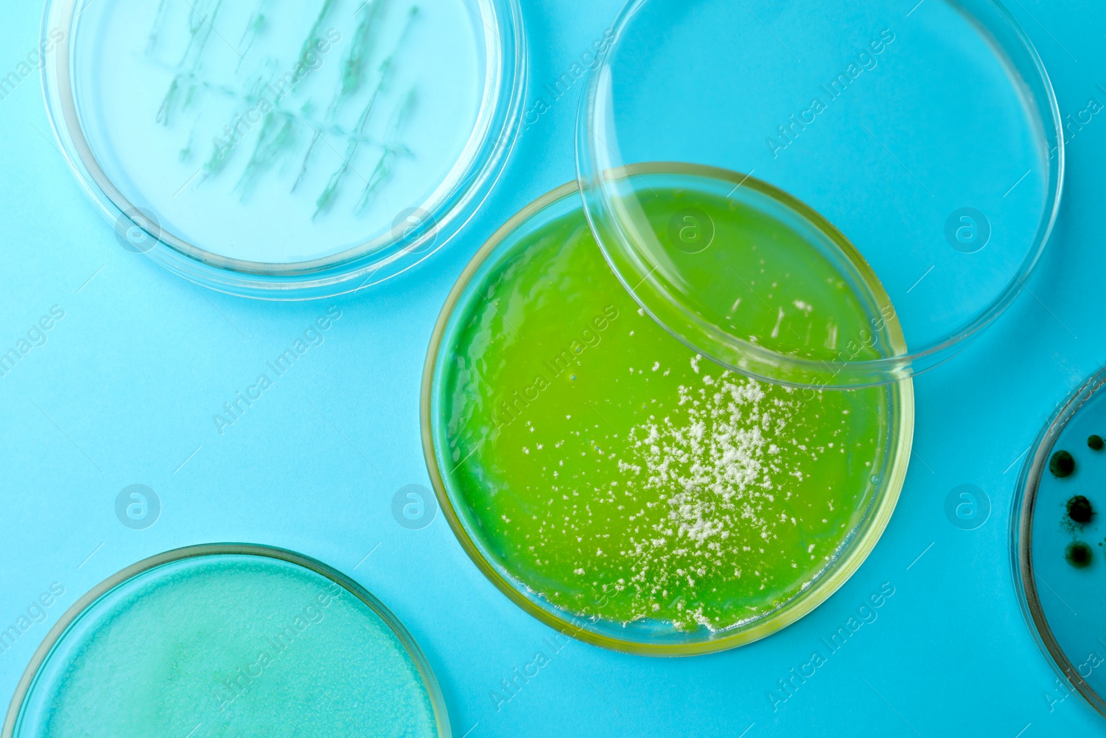 Photo of Petri dishes with different bacteria colonies on light blue background, flat lay