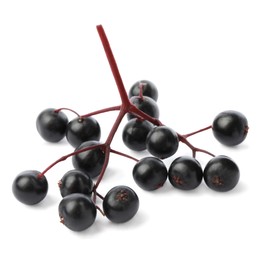 Photo of Delicious ripe black elderberries isolated on white