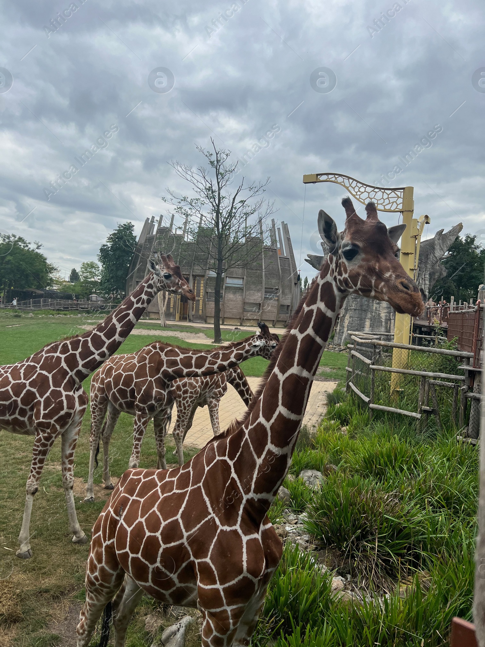 Photo of Rotterdam, Netherlands - August 27, 2022: Group of beautiful giraffes in zoo enclosure