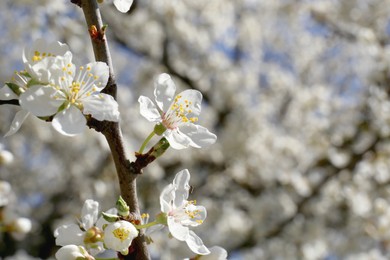 Photo of Beautiful cherry tree with white blossoms outdoors, closeup